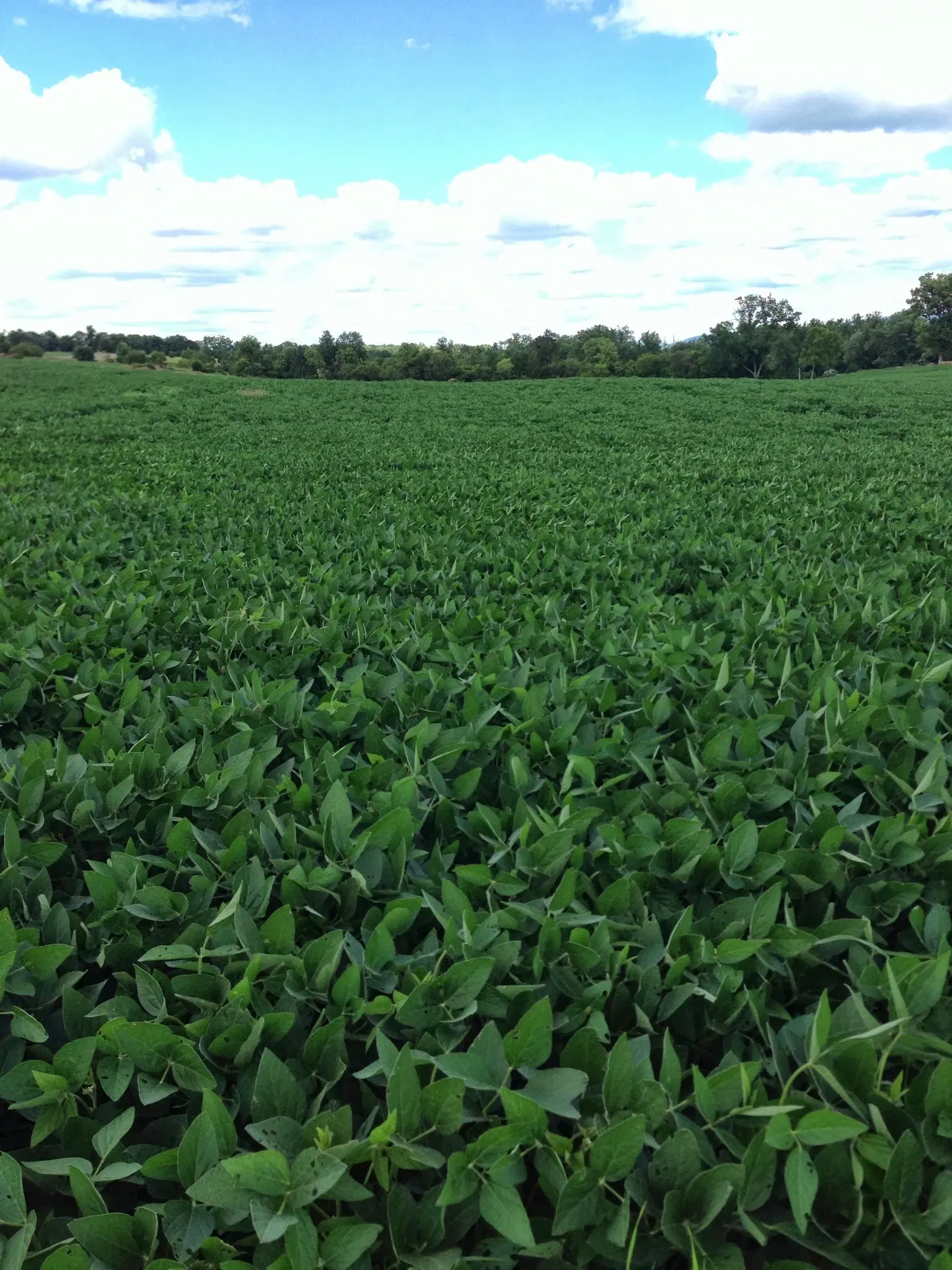 Champ de bataille national d'Antietam