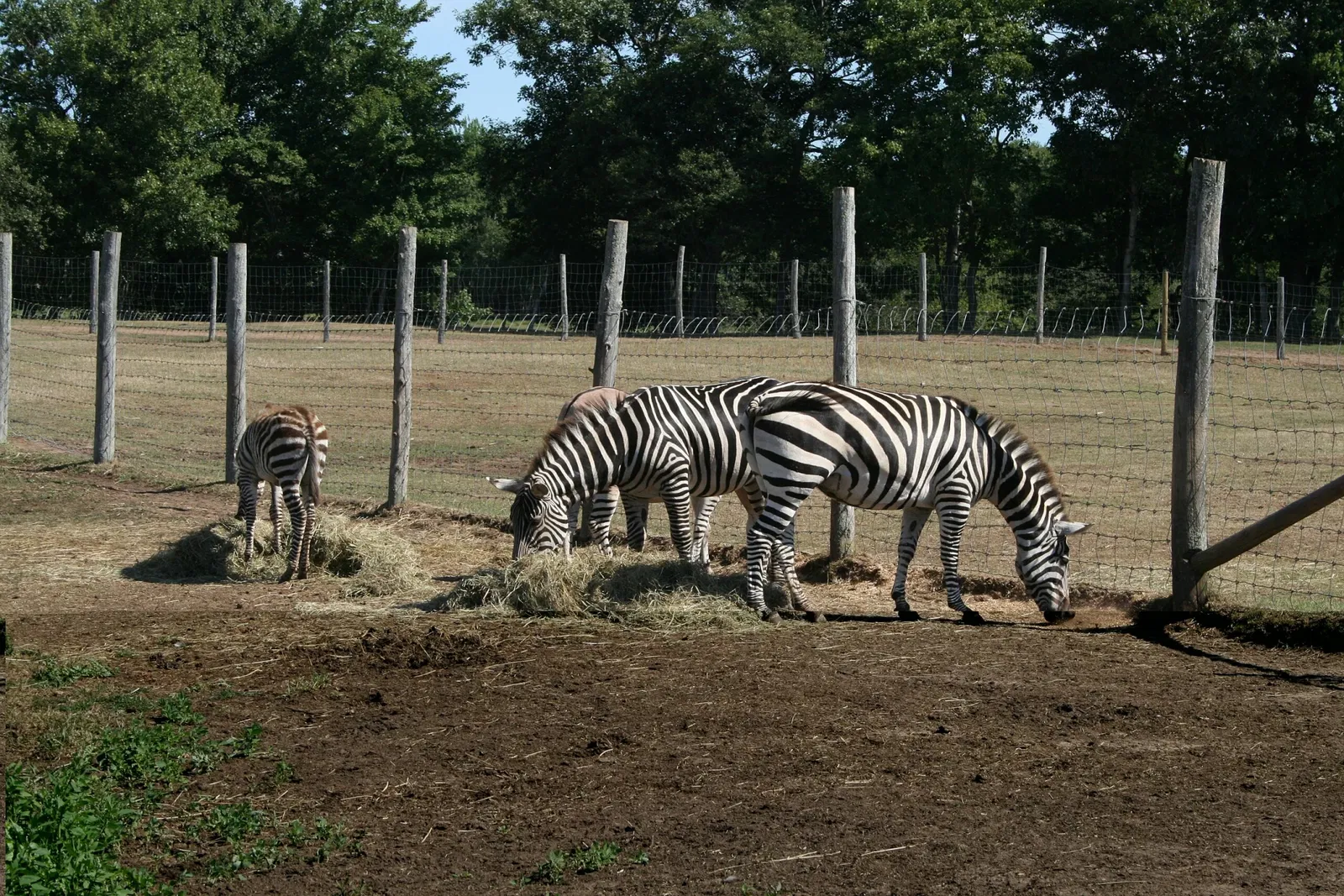 Oaklawn Farm Zoo