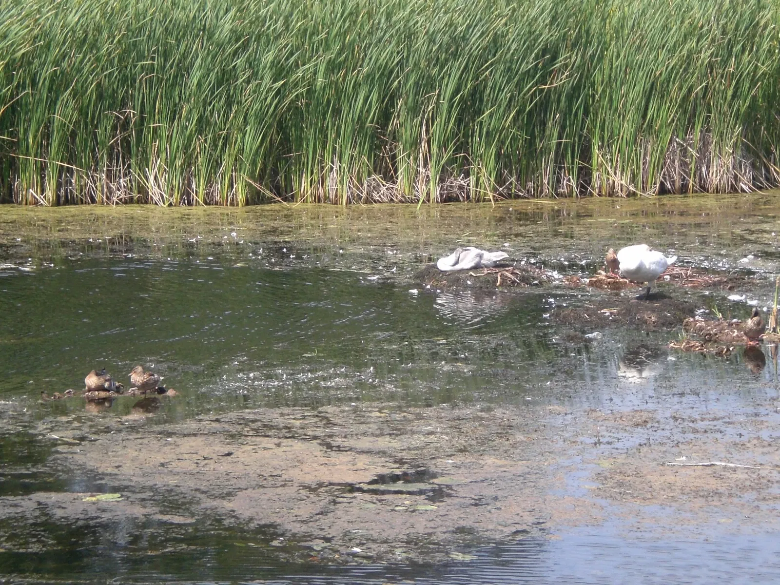 Sainte-Marie-au-pays-des-Hurons