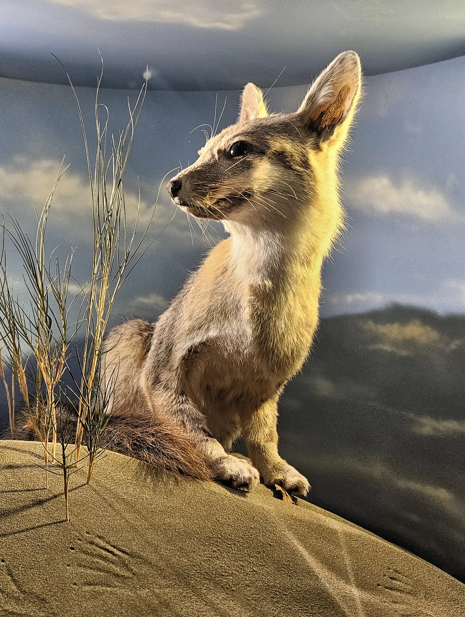 Museum of Natural History