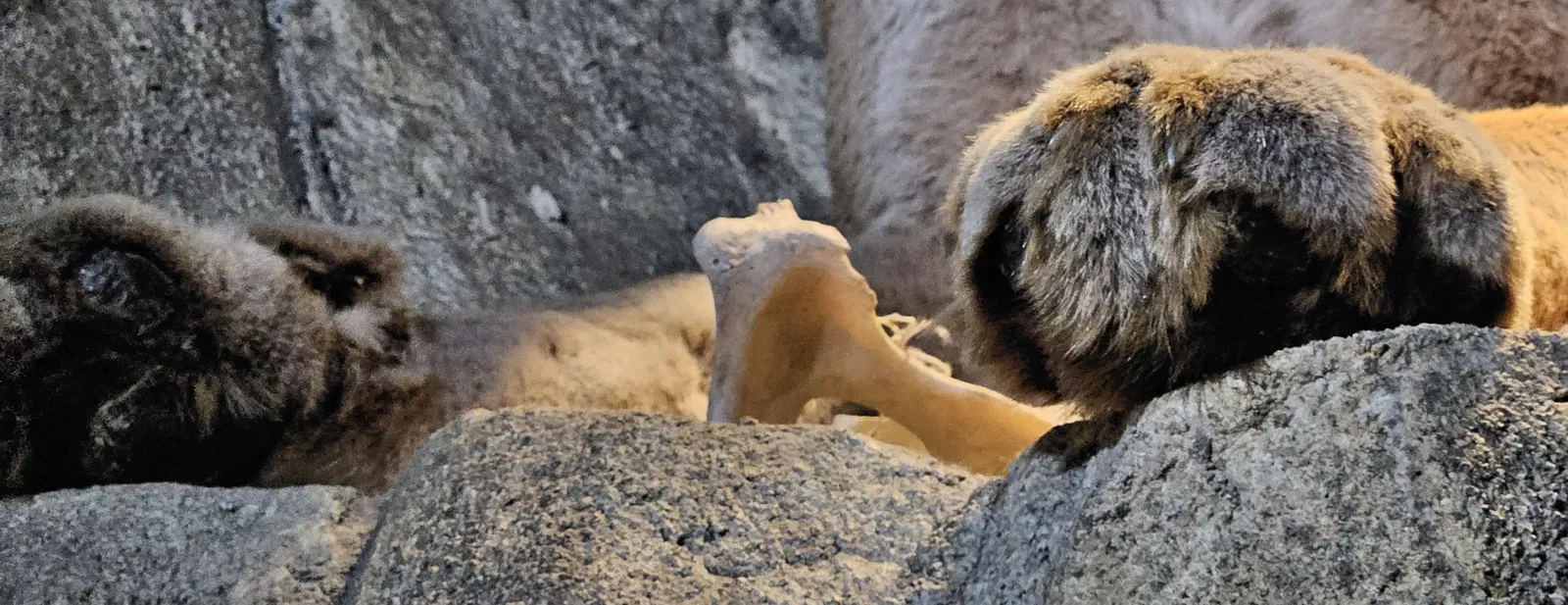 Museum of Natural History