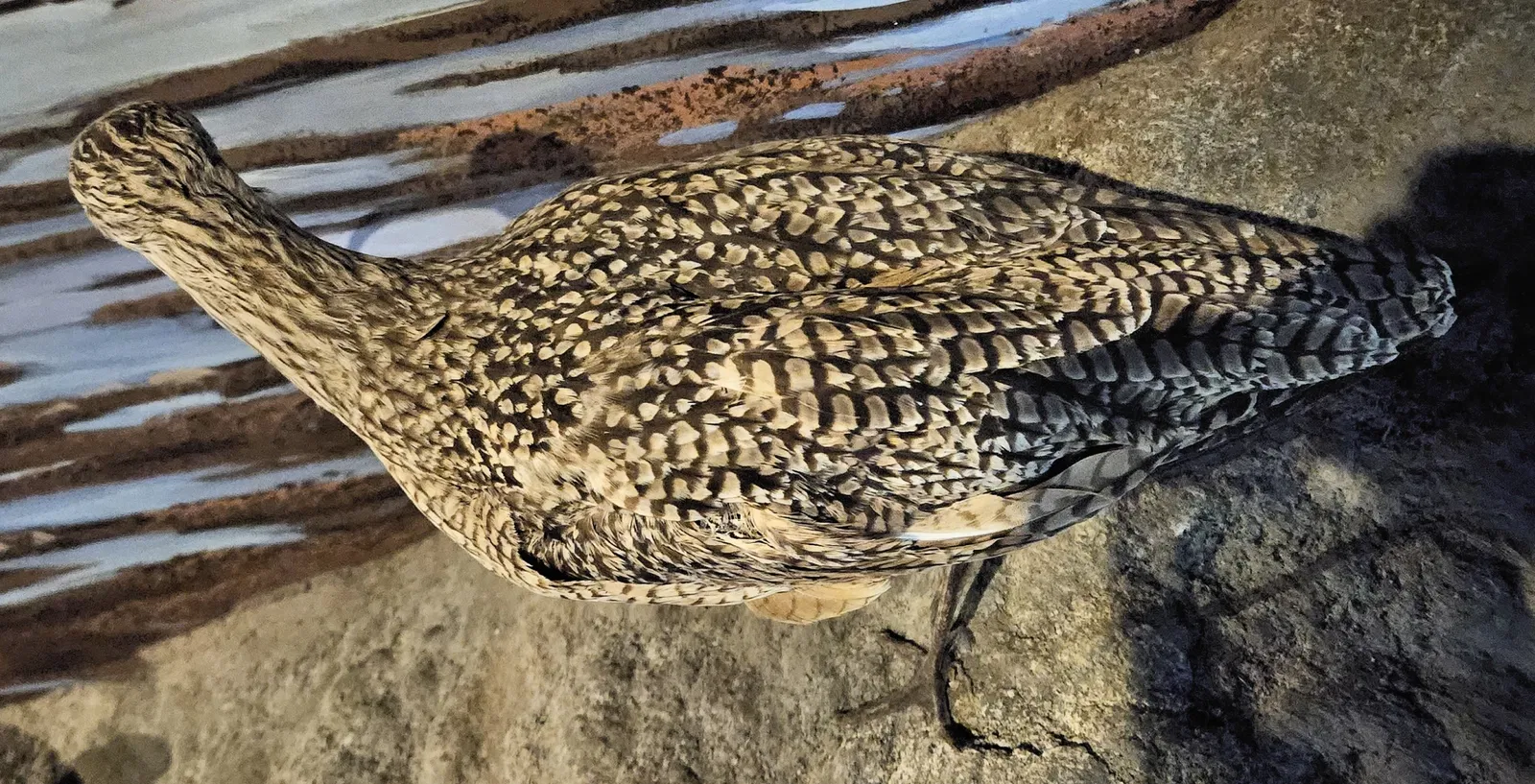 Museum of Natural History