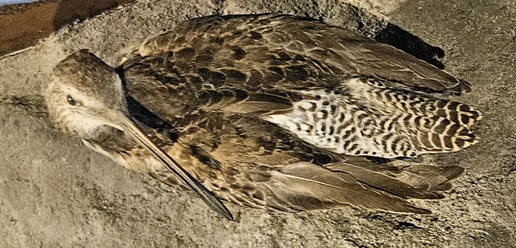 Museum of Natural History