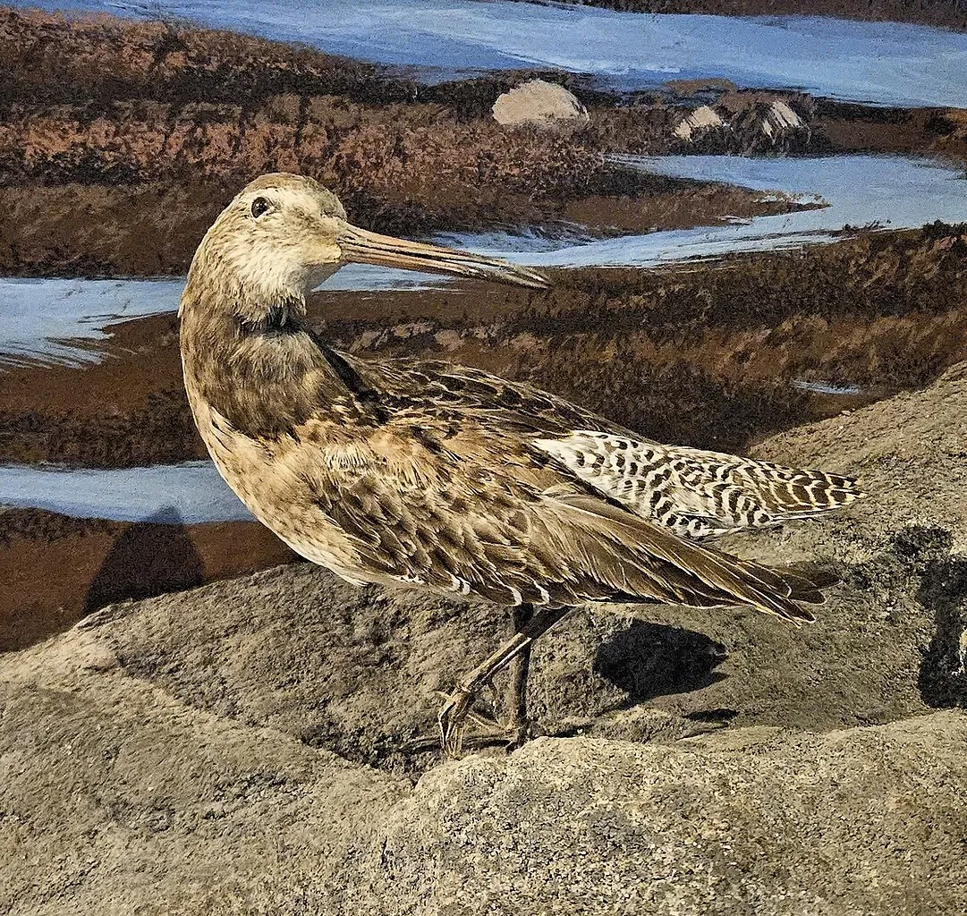 Museum of Natural History