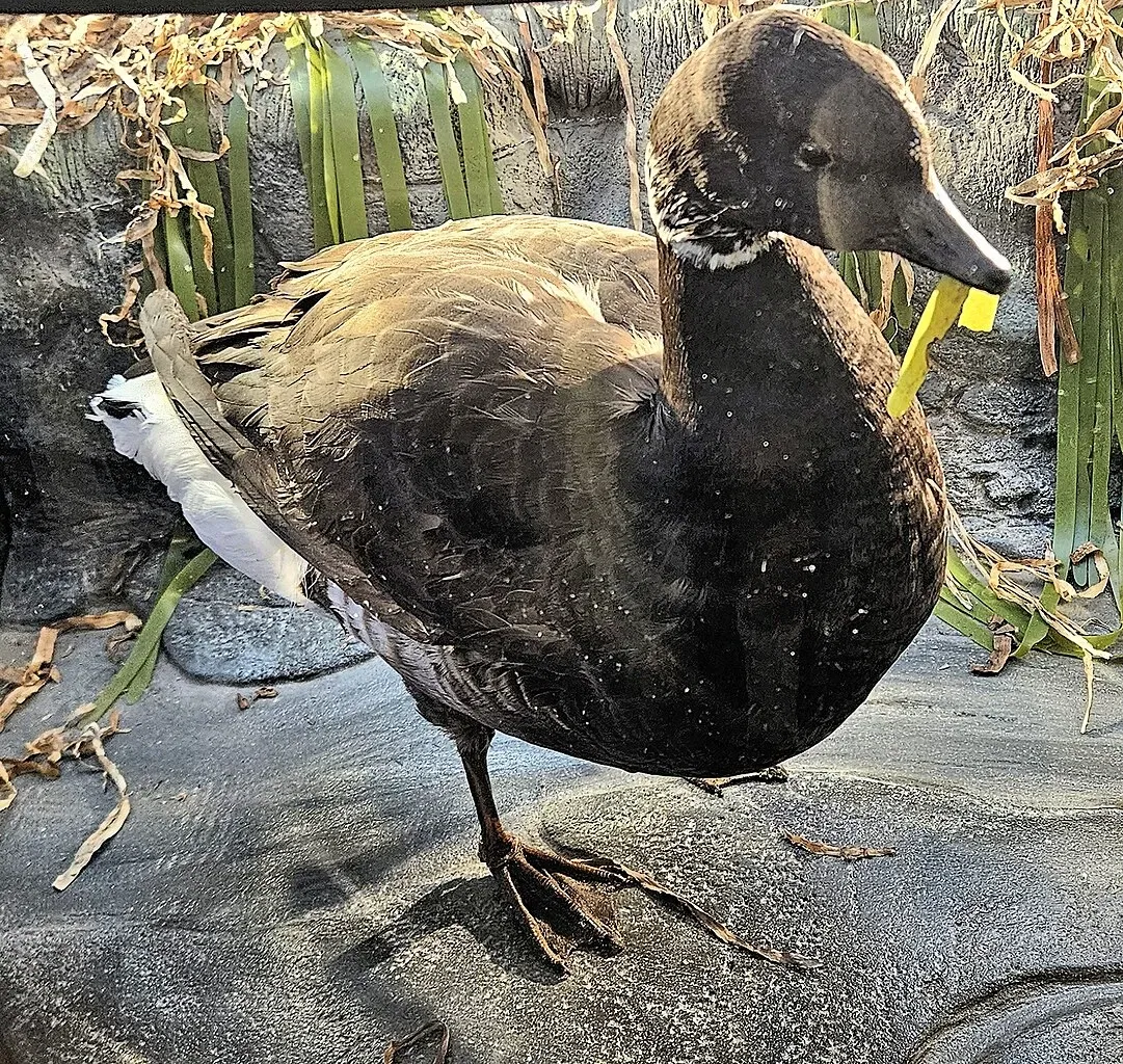 Museum of Natural History