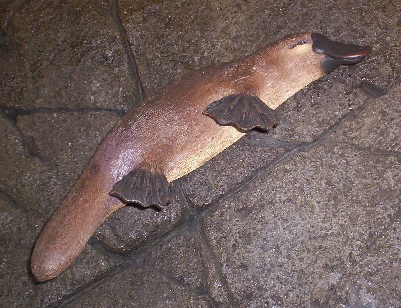 Lone Pine Koala Sanctuary