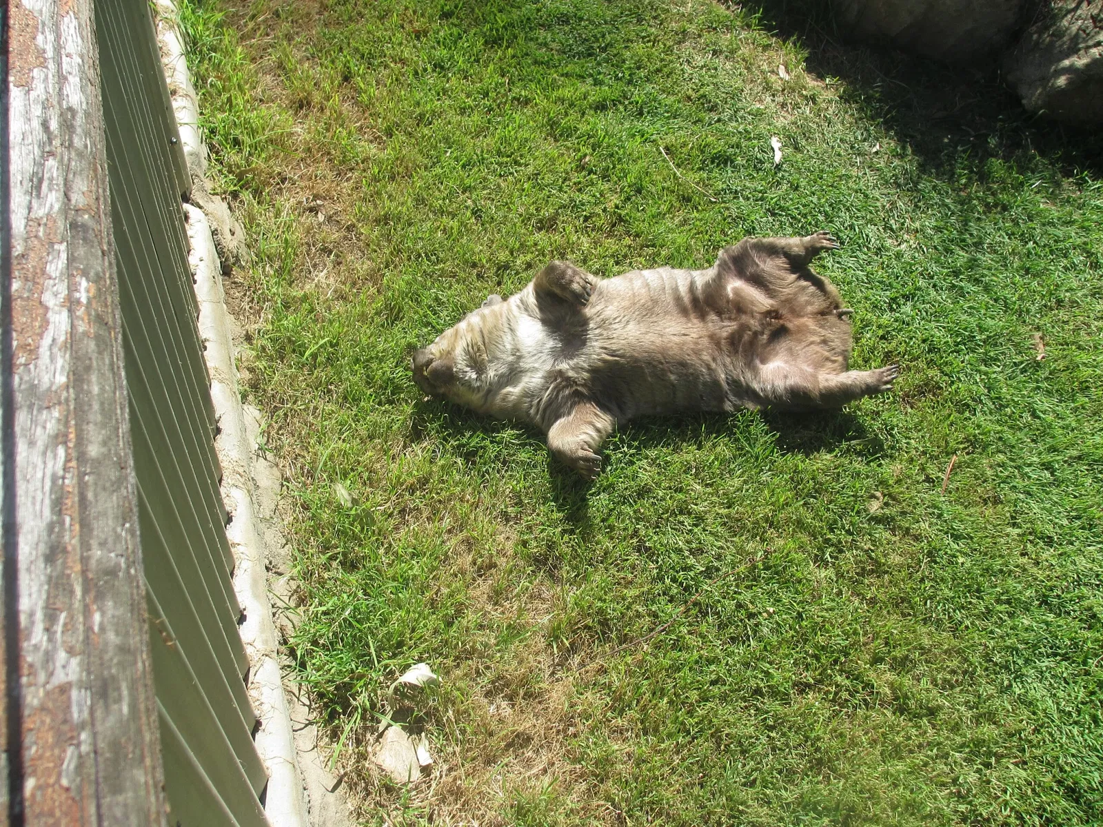 Lone Pine Koala Sanctuary