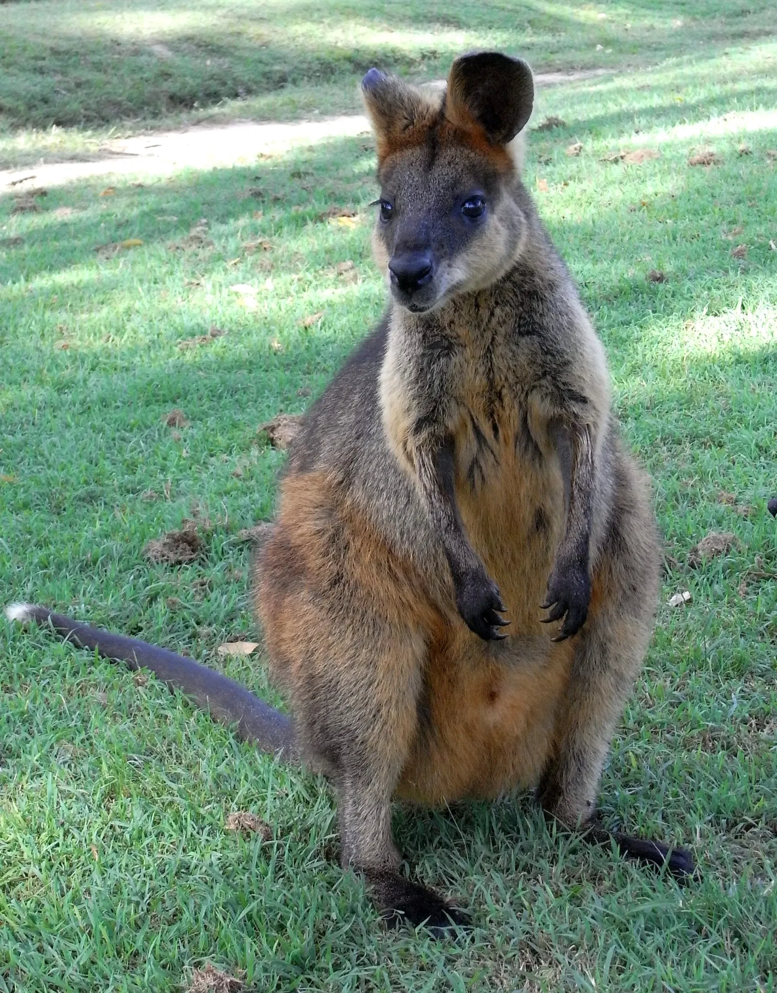 Lone Pine Koala Sanctuary