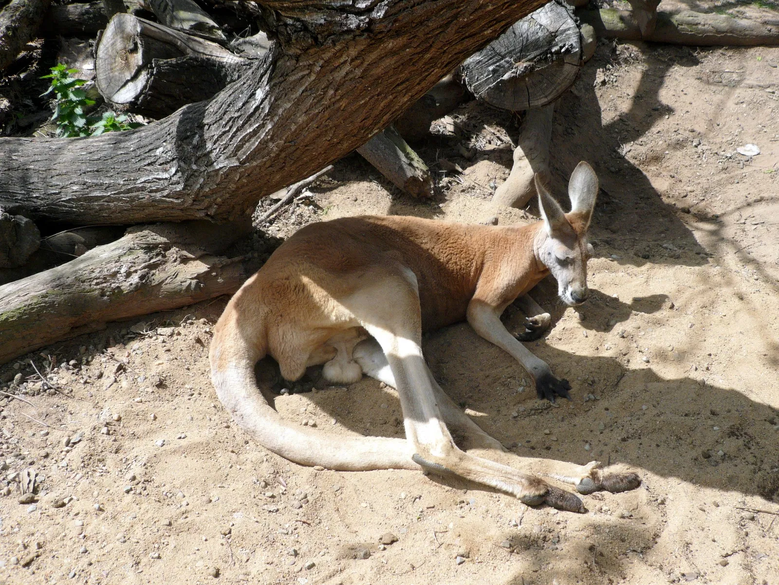 Lone Pine Koala Sanctuary