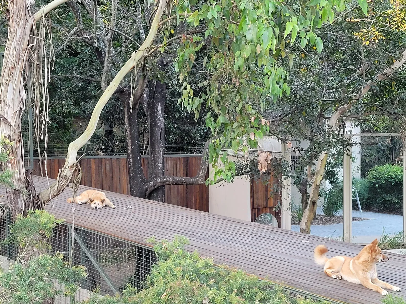 Lone Pine Koala Sanctuary