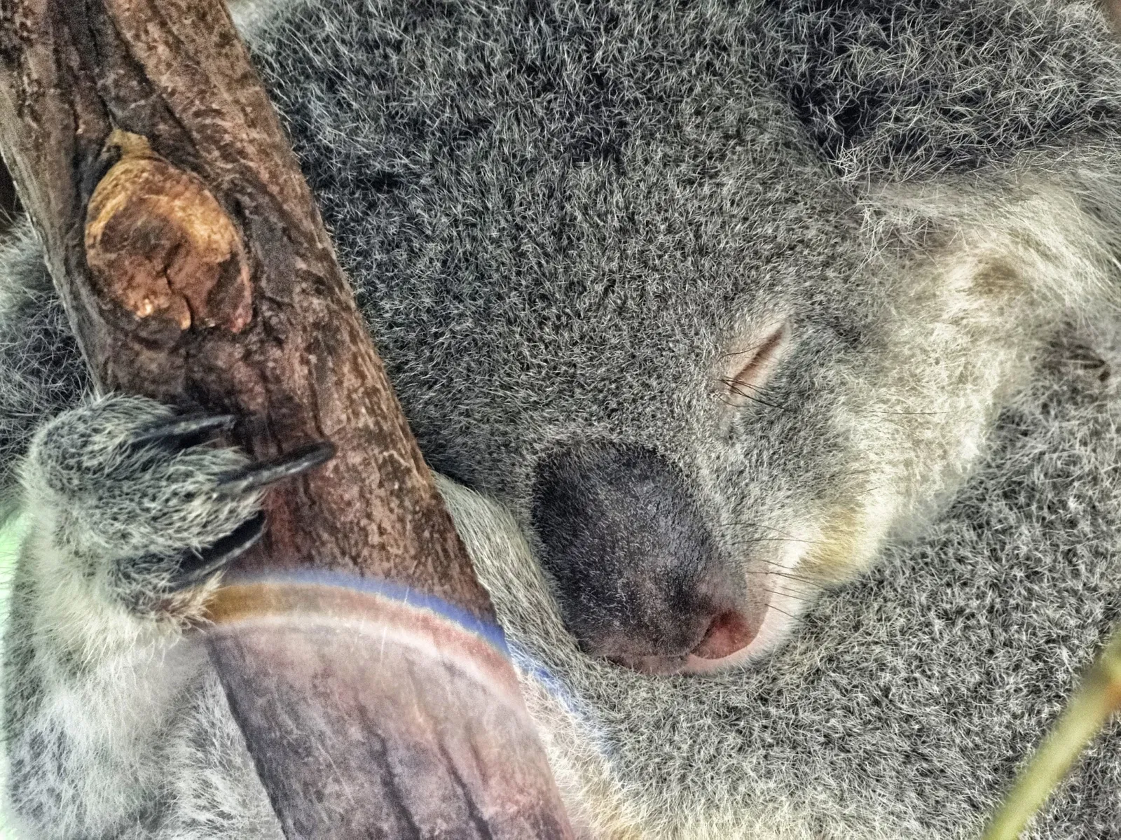 Lone Pine Koala Sanctuary