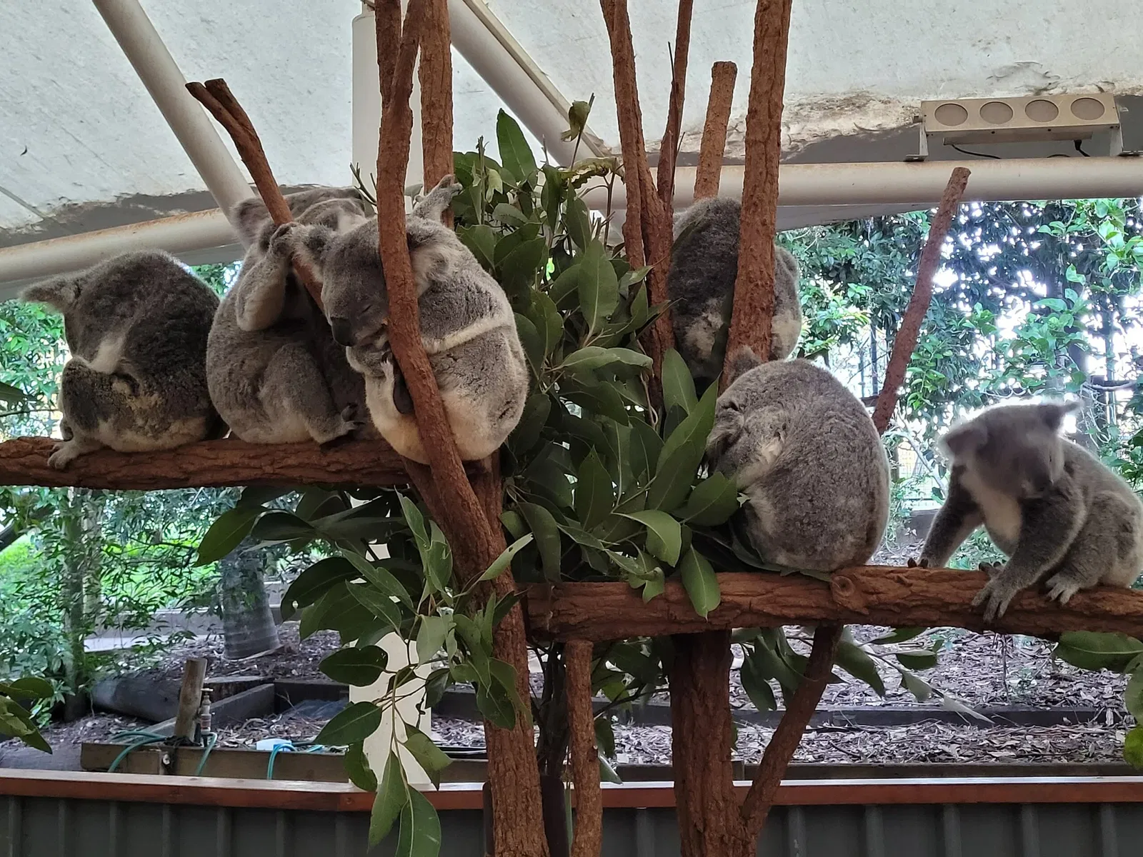 Lone Pine Koala Sanctuary