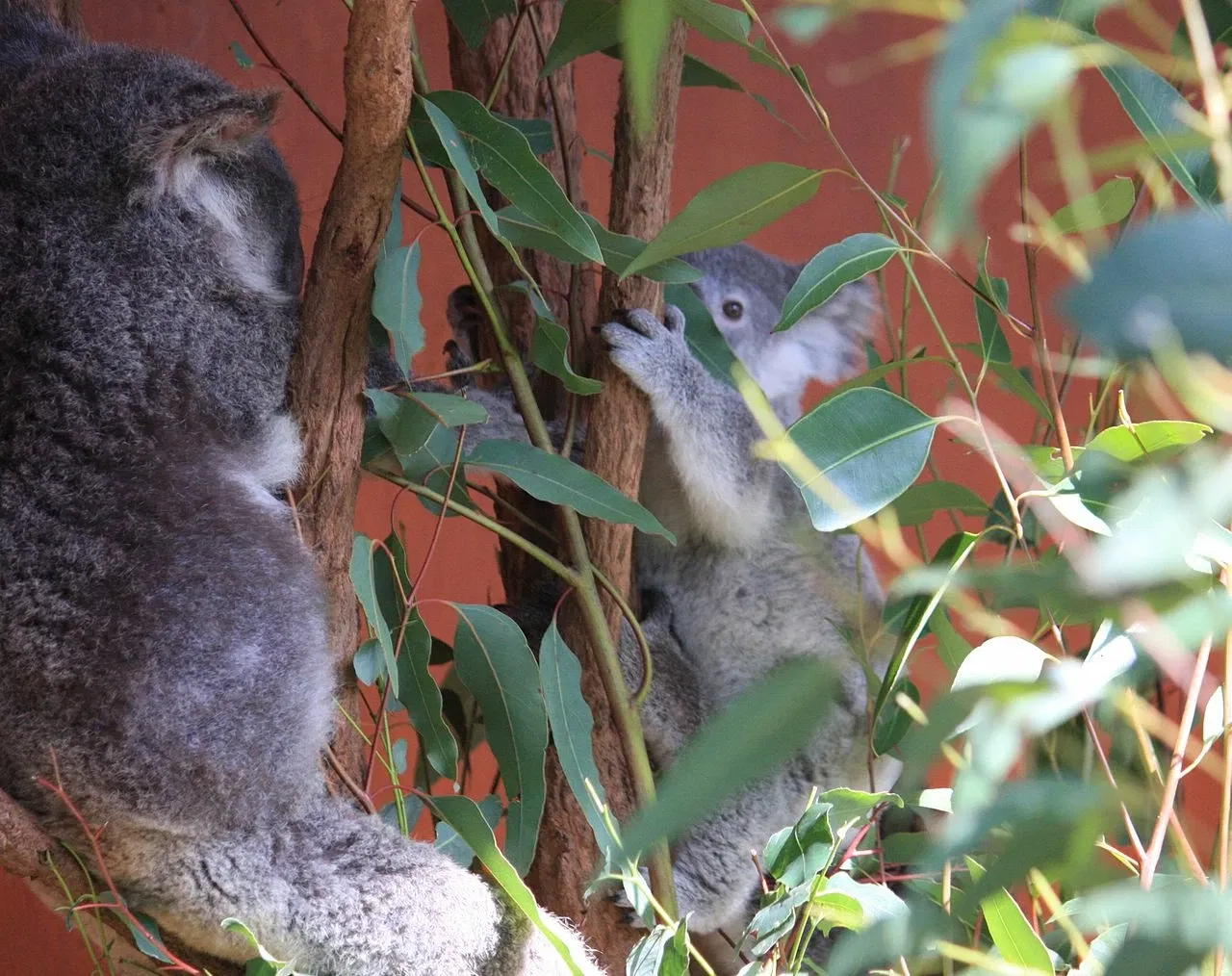 Lone Pine Koala Sanctuary