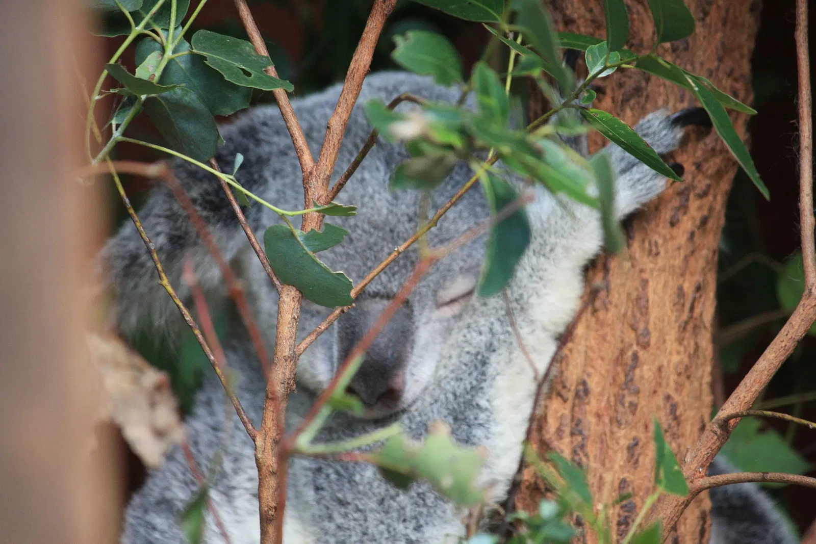 Lone Pine Koala Sanctuary