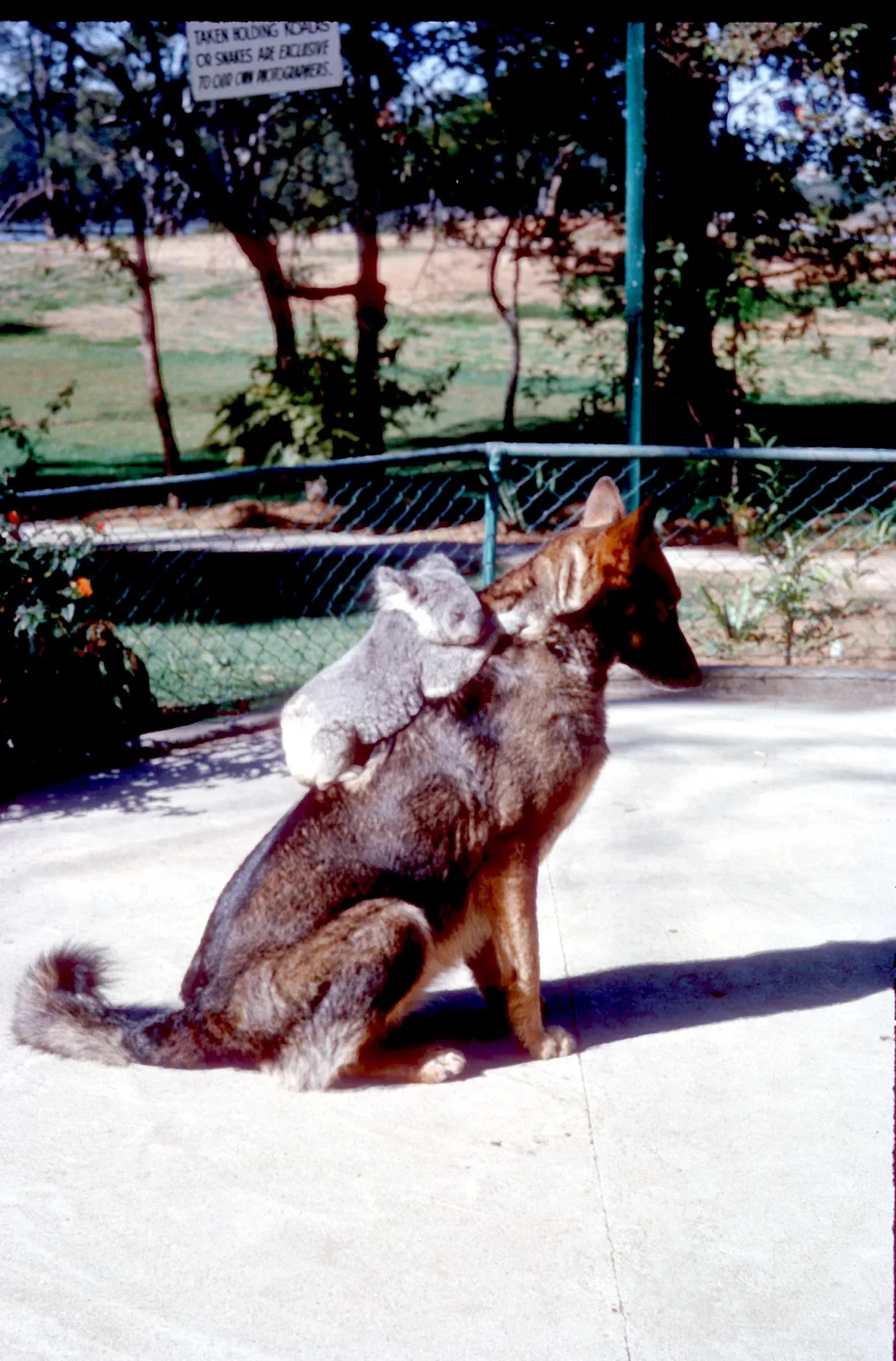 Lone Pine Koala Sanctuary