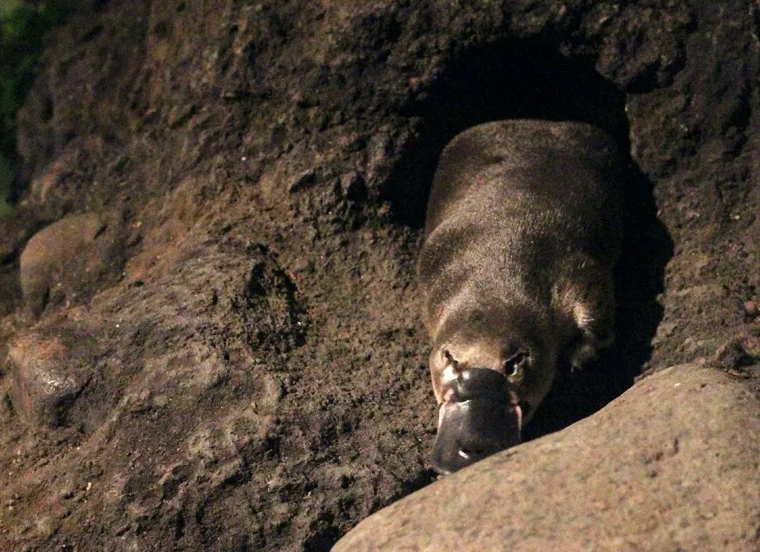 Lone Pine Koala Sanctuary