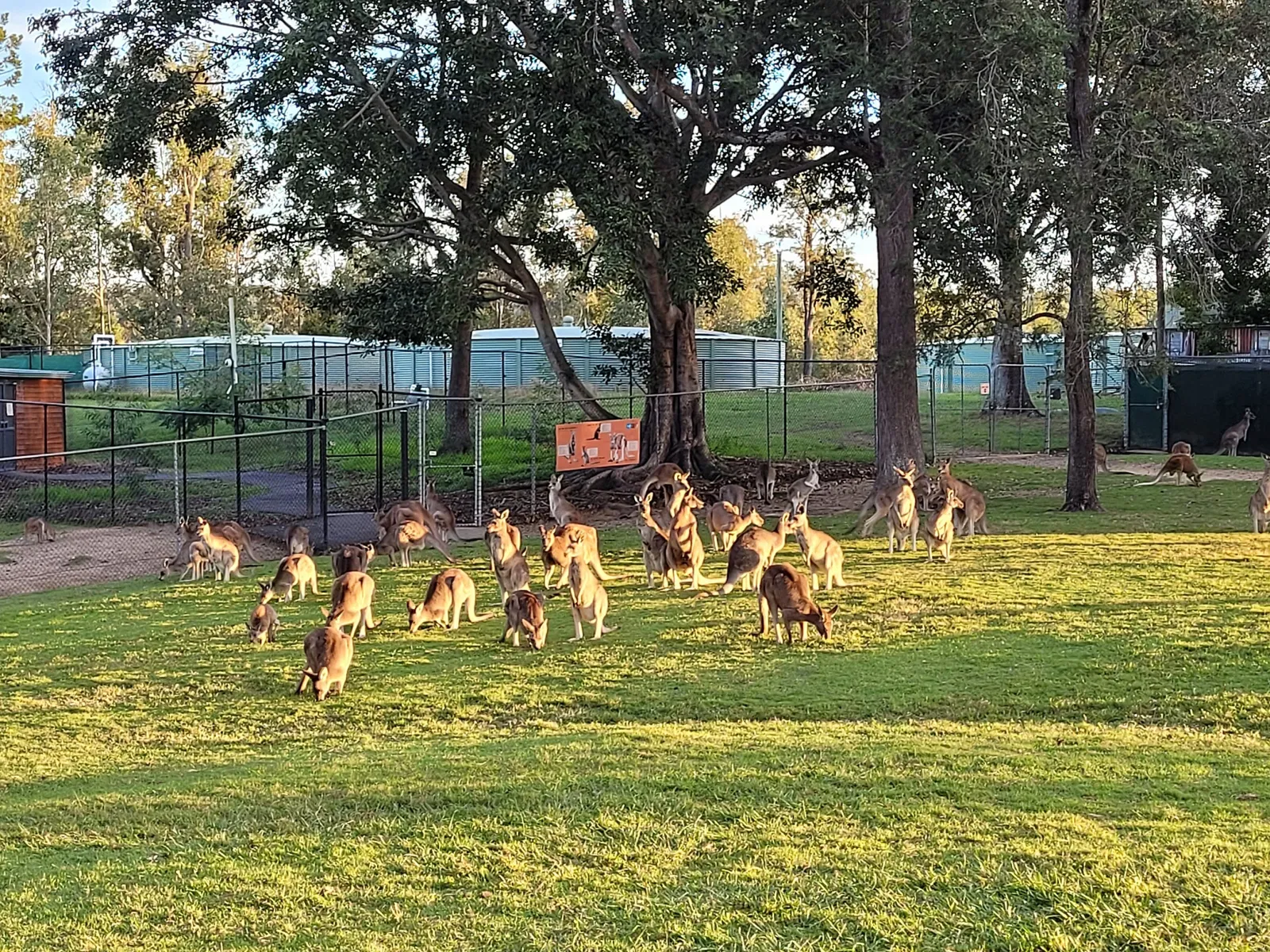 Lone Pine Koala Sanctuary