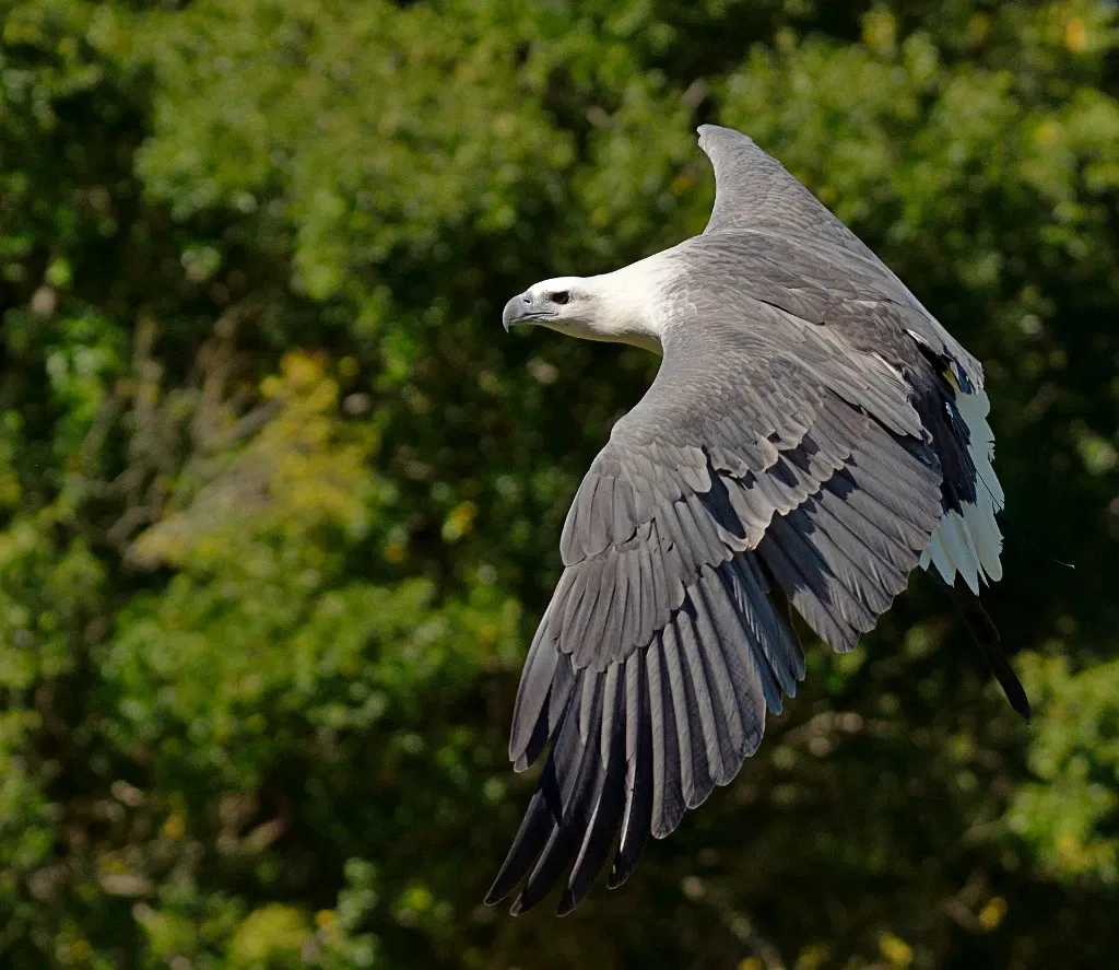 Lone Pine Koala Sanctuary
