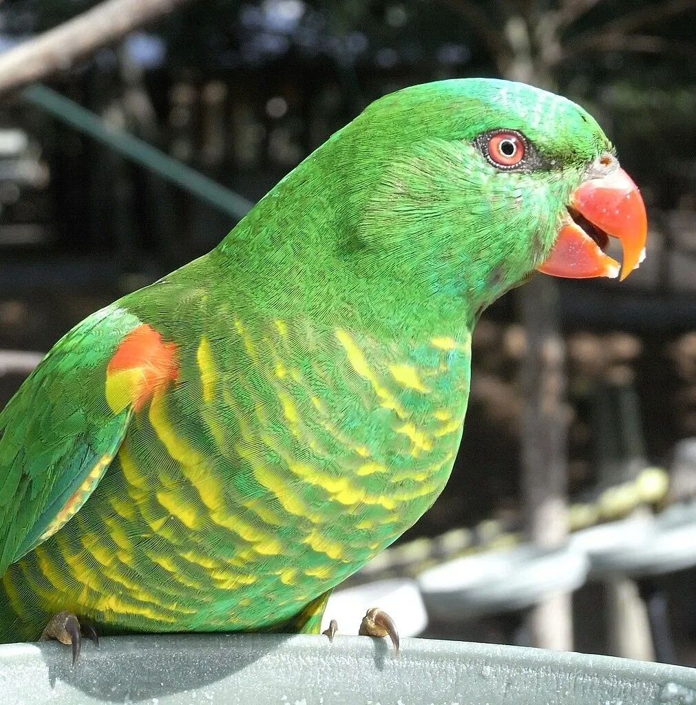Lone Pine Koala Sanctuary