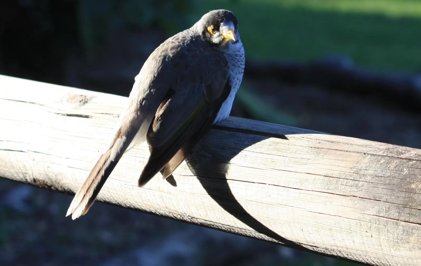 Lone Pine Koala Sanctuary