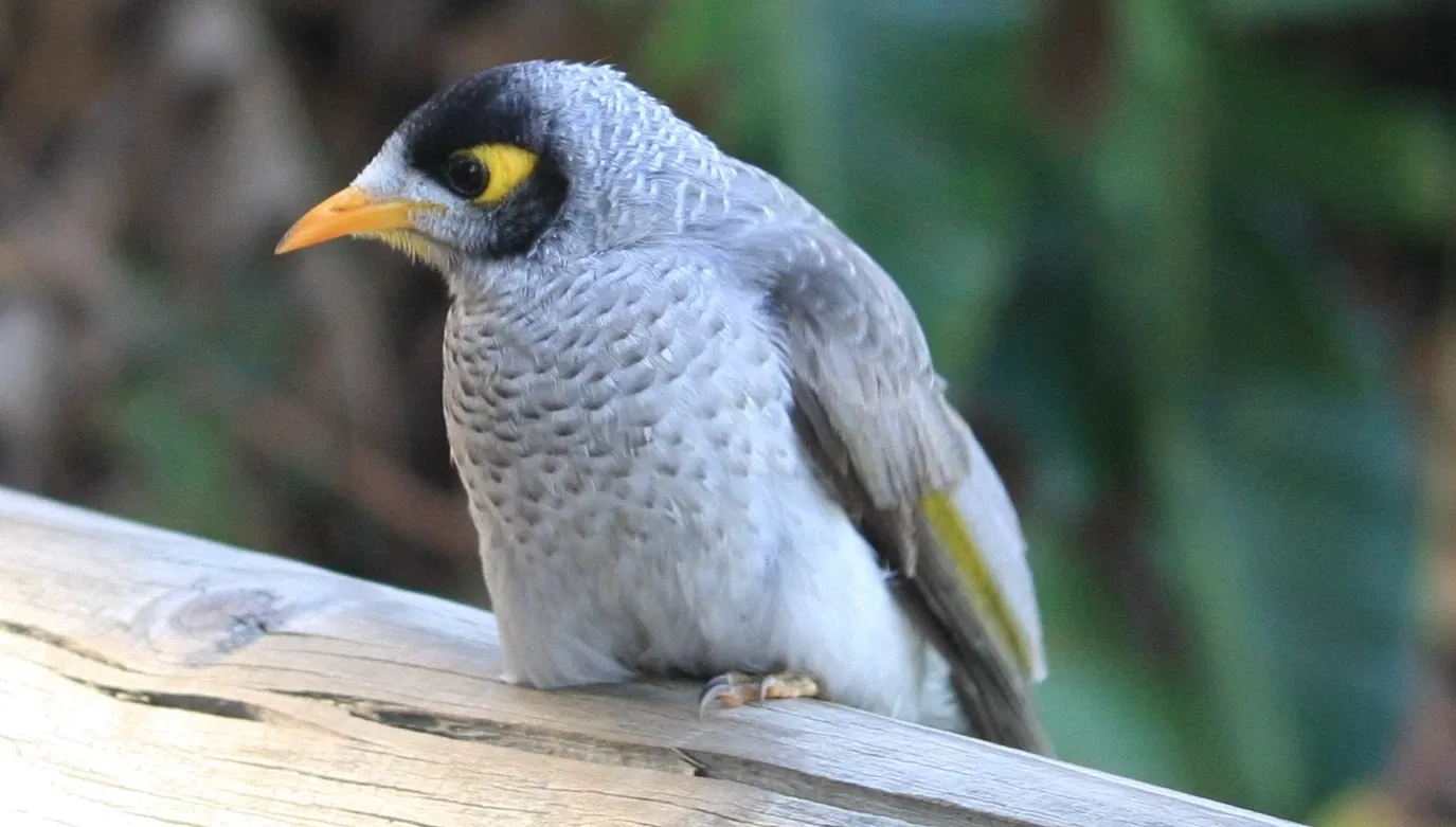 Lone Pine Koala Sanctuary