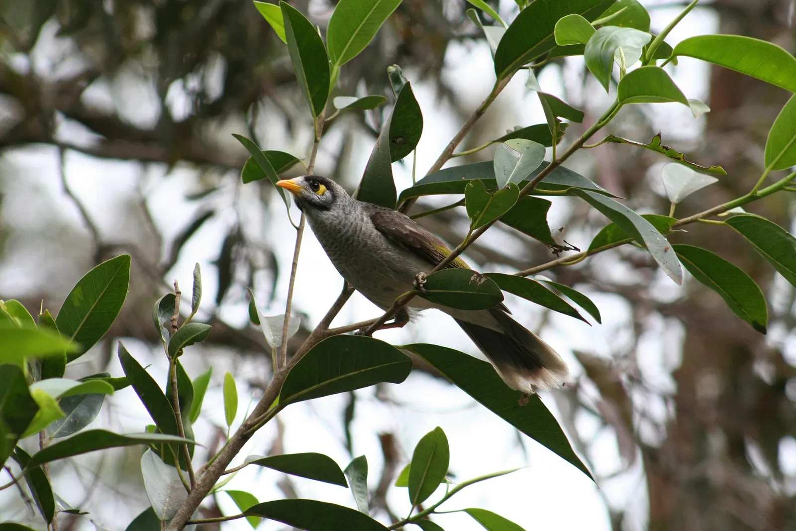 Lone Pine Koala Sanctuary