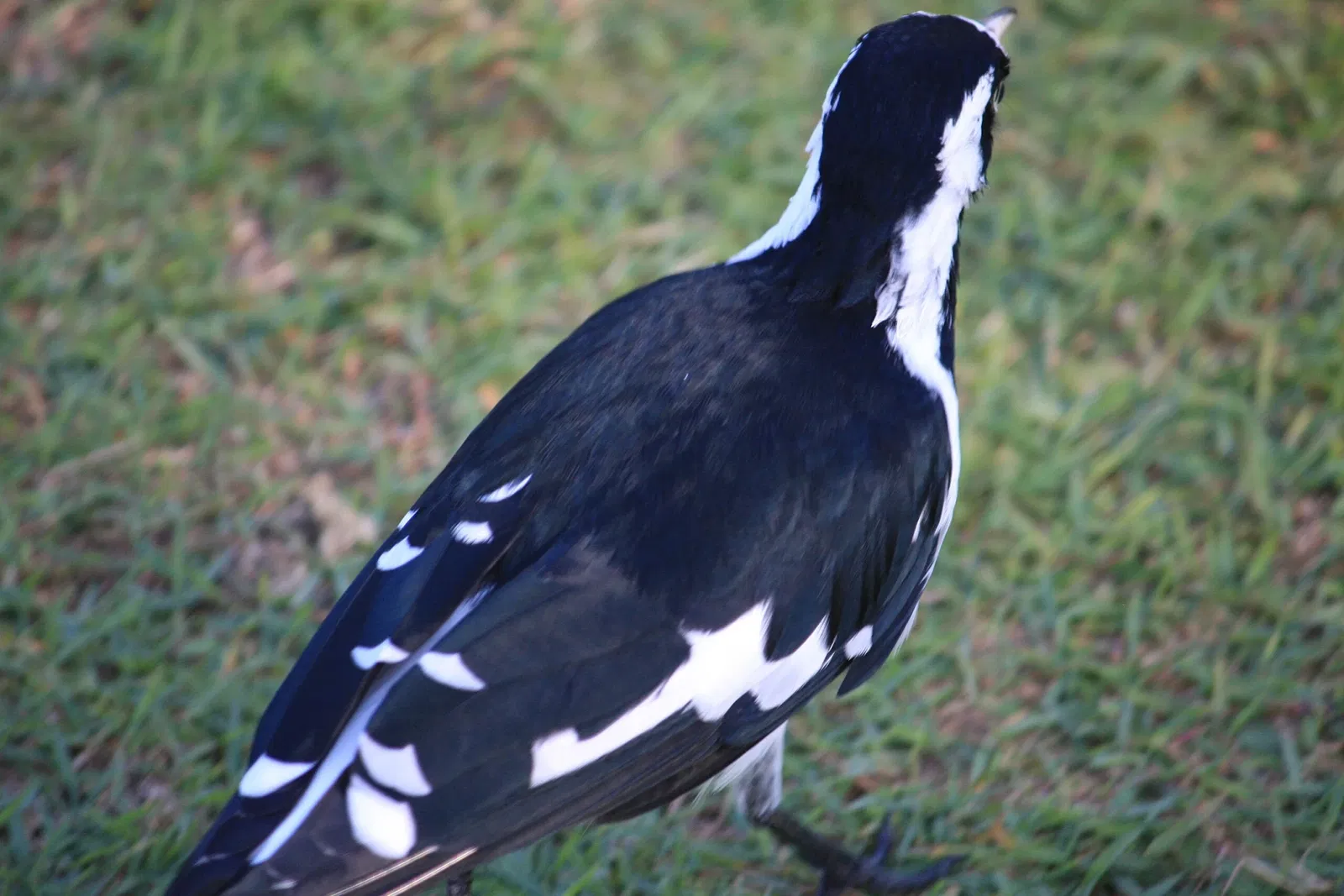 Lone Pine Koala Sanctuary