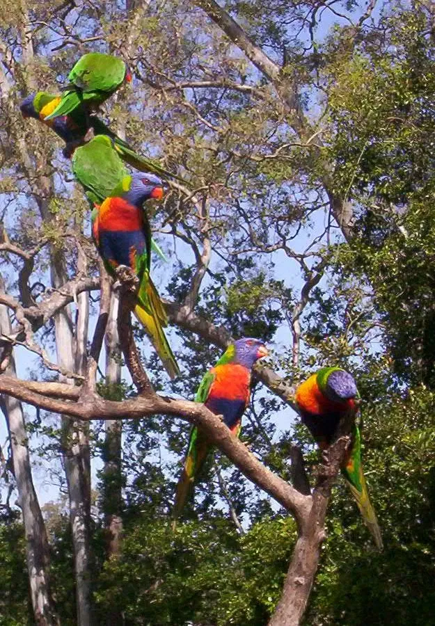 Lone Pine Koala Sanctuary