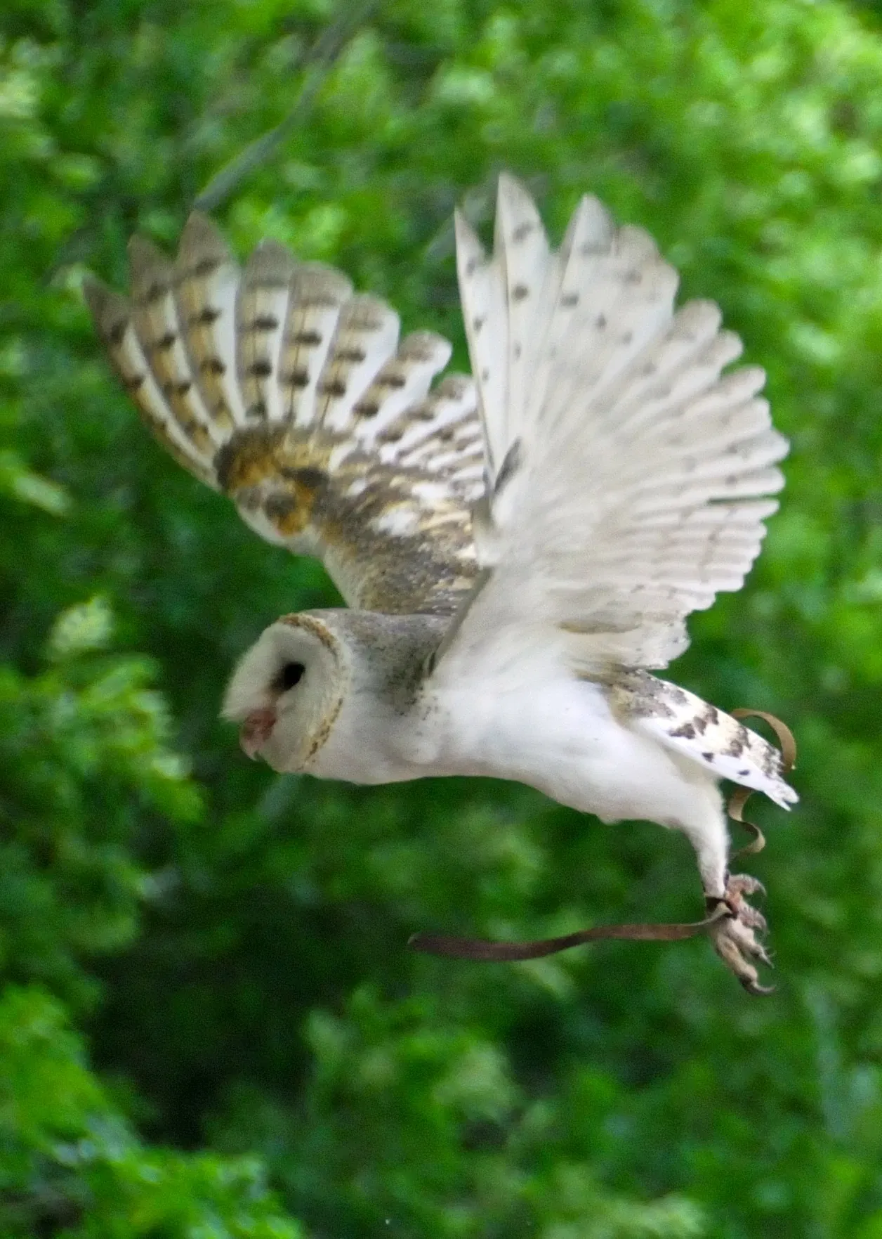 Lone Pine Koala Sanctuary