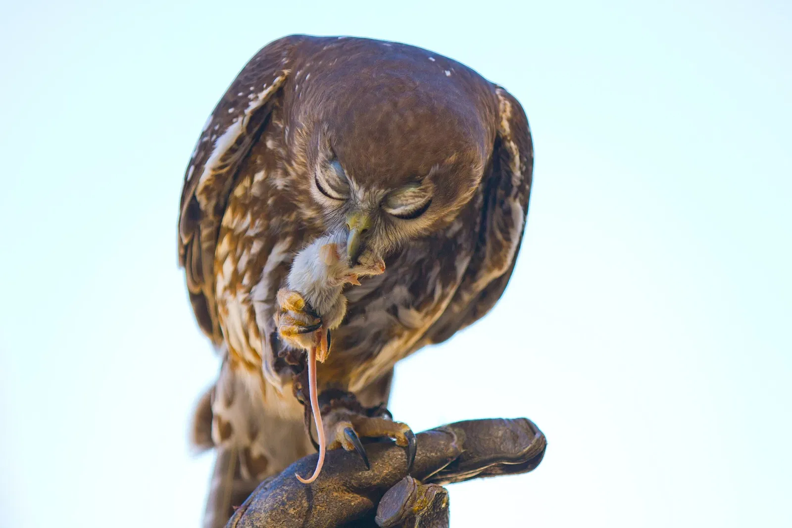 Lone Pine Koala Sanctuary
