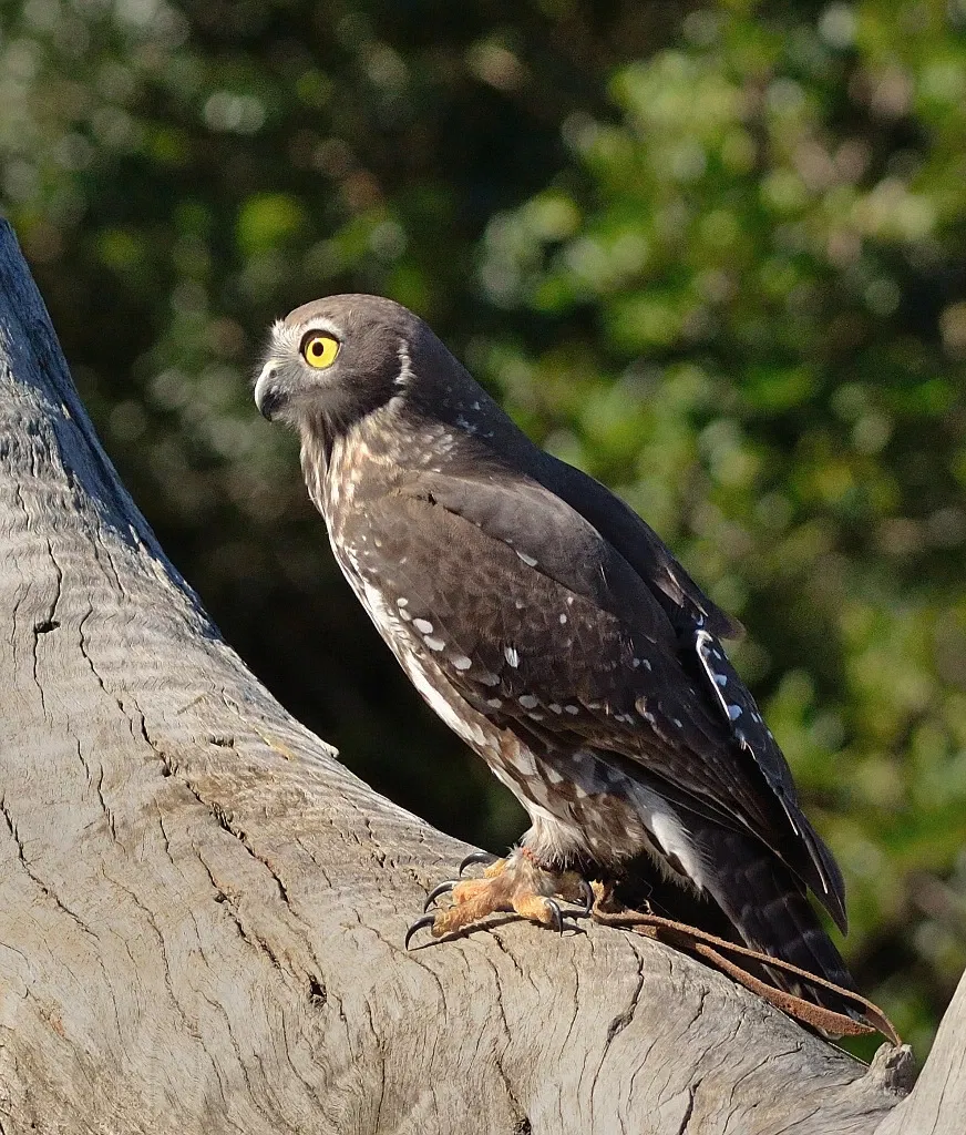 Lone Pine Koala Sanctuary