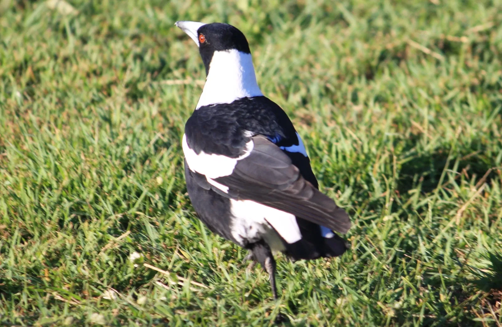 Lone Pine Koala Sanctuary