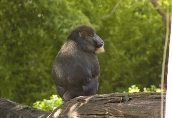 Jardin zoologique royal de Melbourne