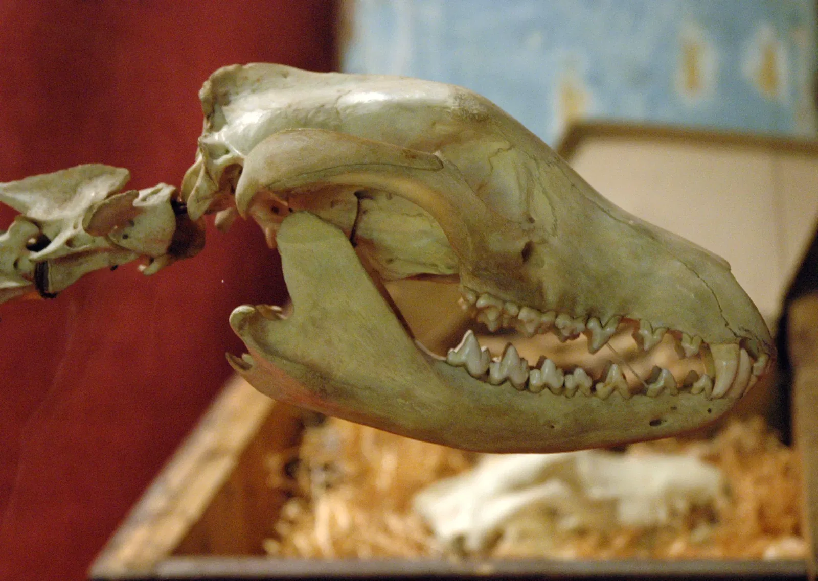 Tasmanian Museum and Art Gallery