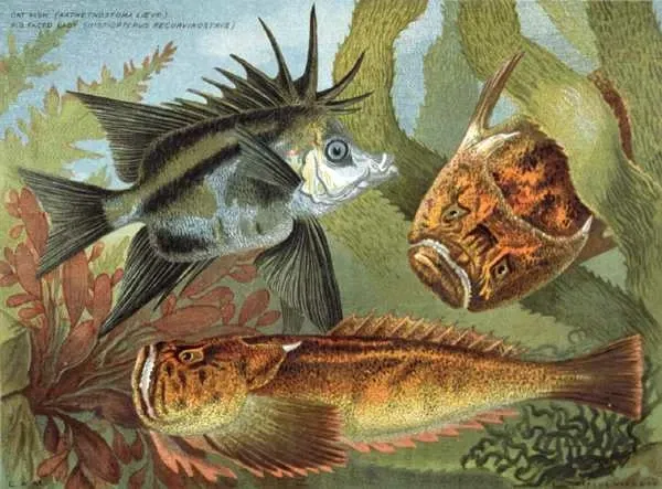 Tasmanian Museum and Art Gallery