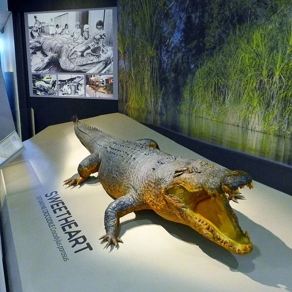 Museum and Art Gallery of the Northern Territory