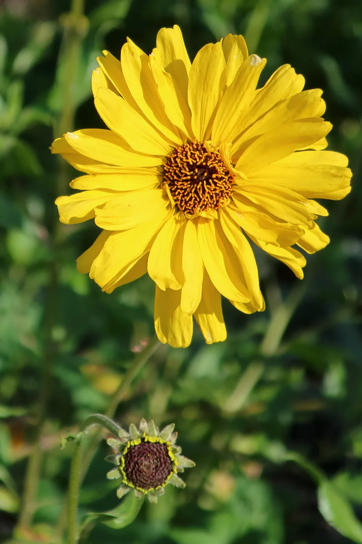 Jardín botánico de San Diego