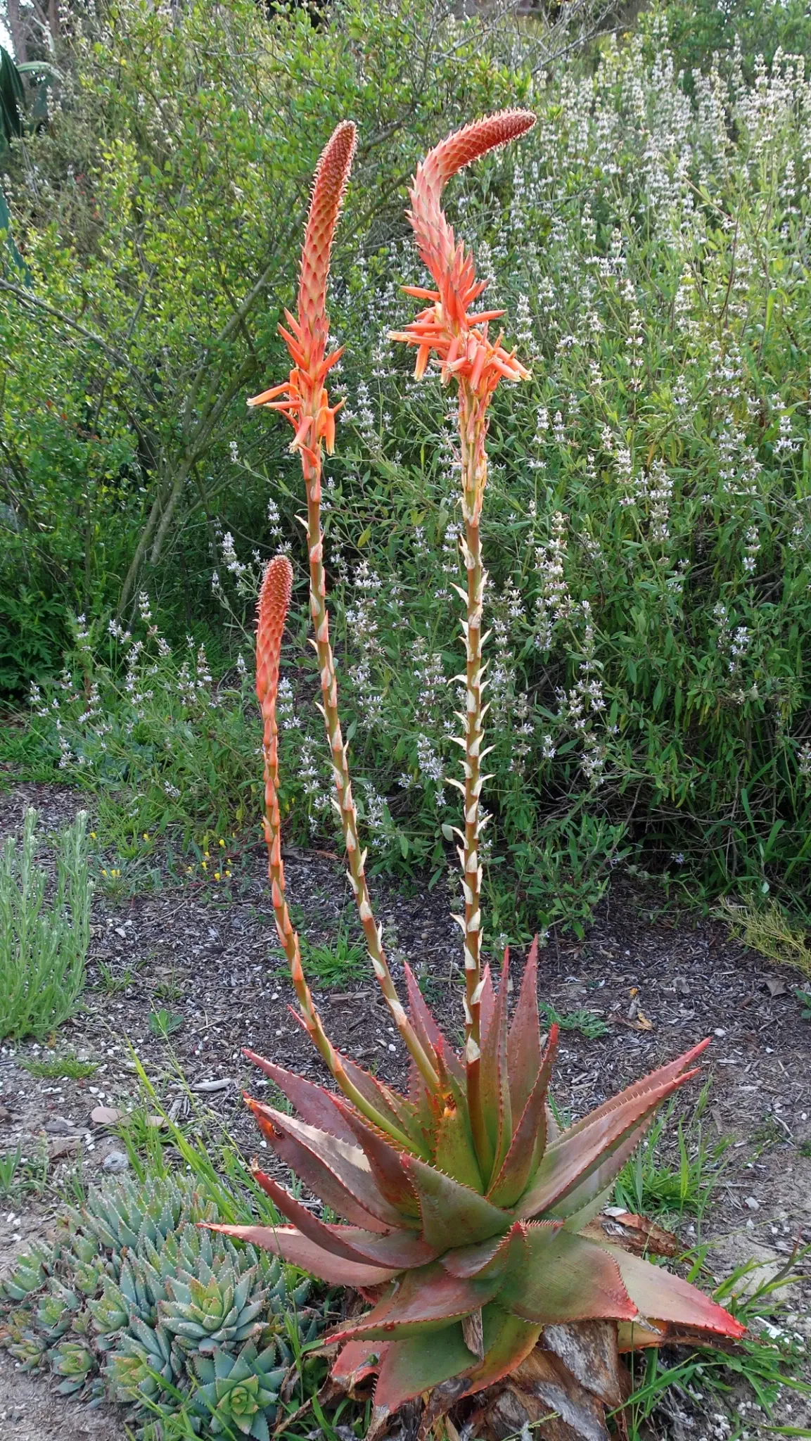 San Diego Botanic Garden