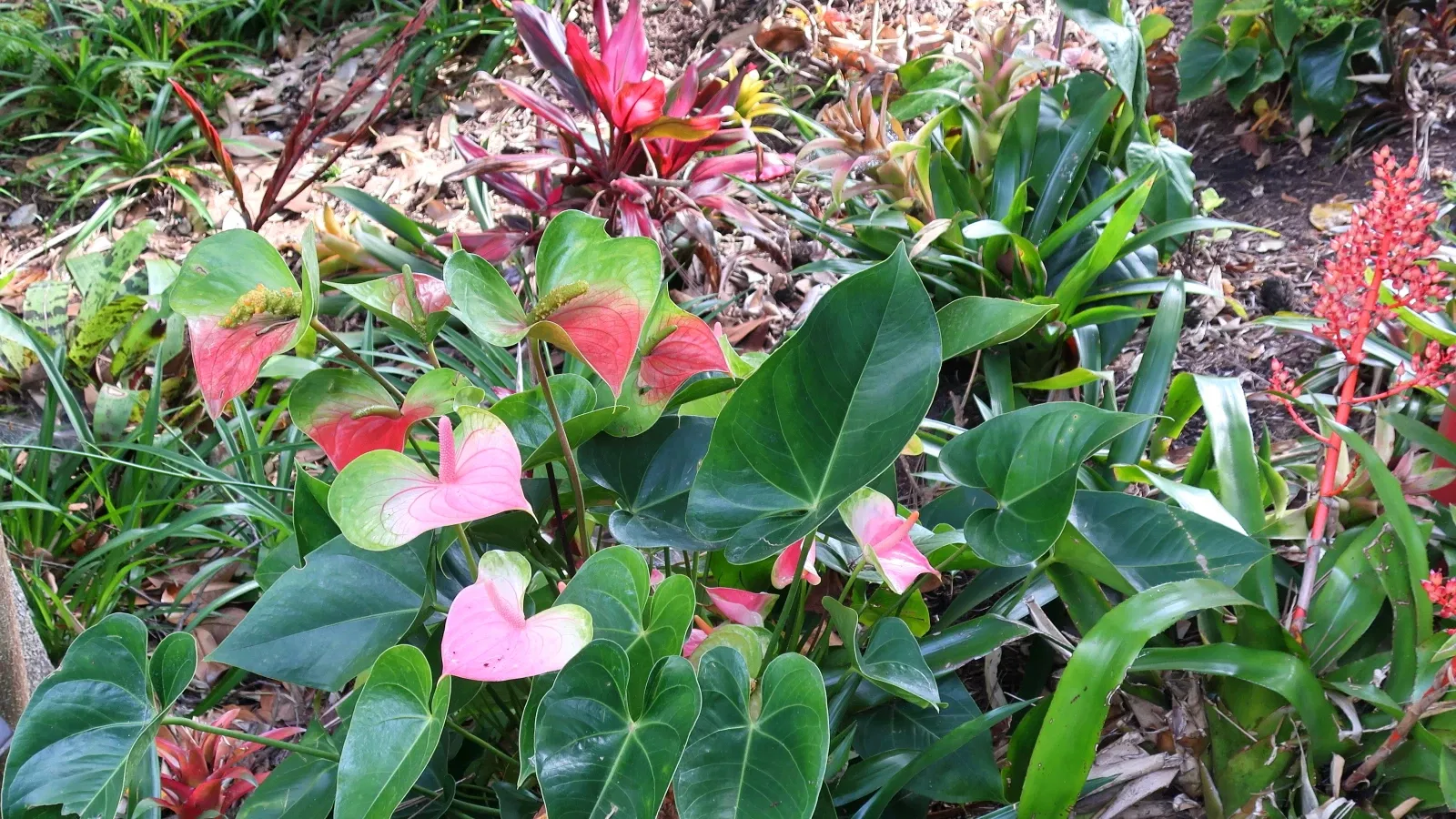 Jardín botánico de San Diego