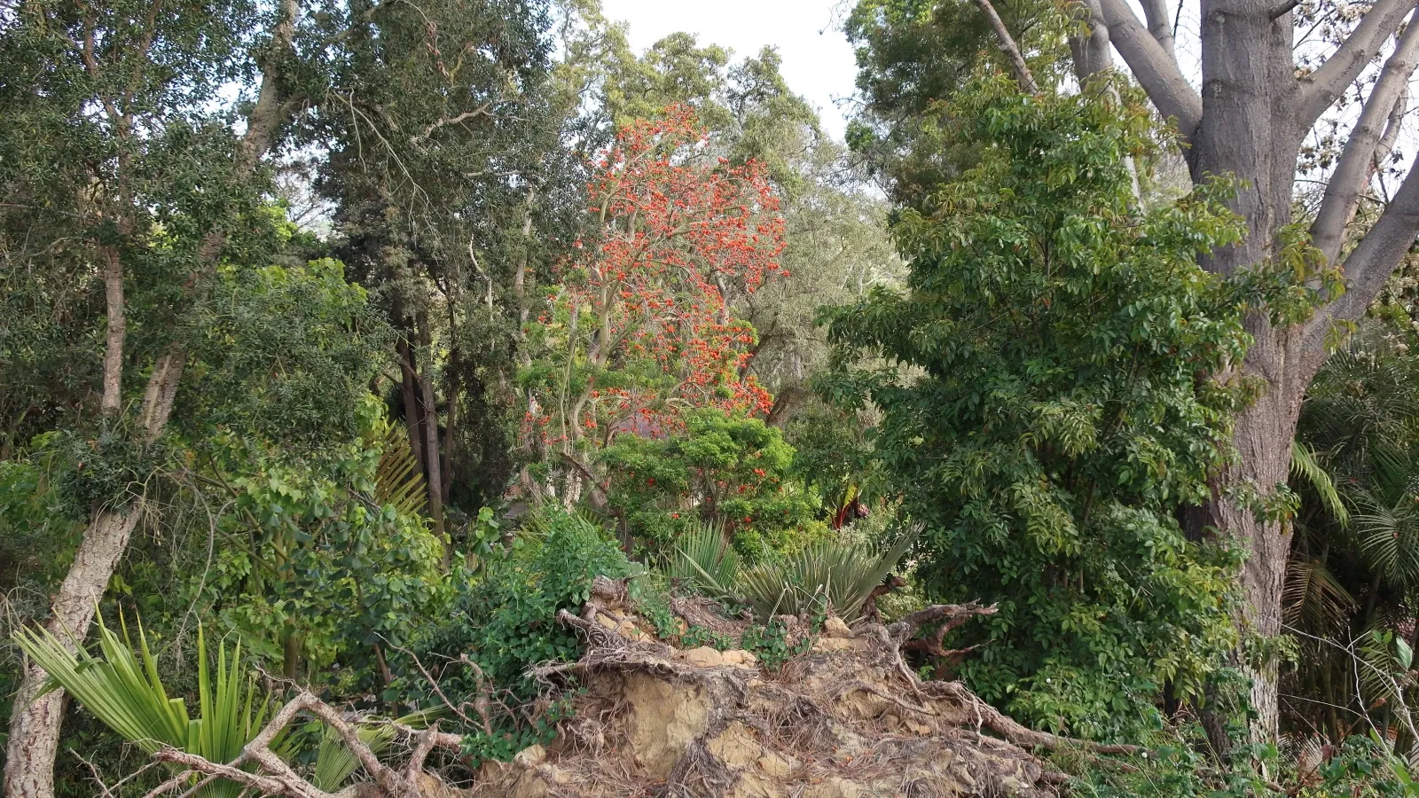 Jardín botánico de San Diego