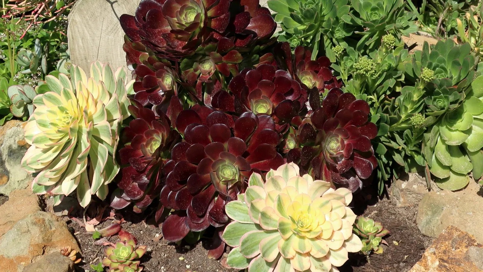 San Diego Botanic Garden