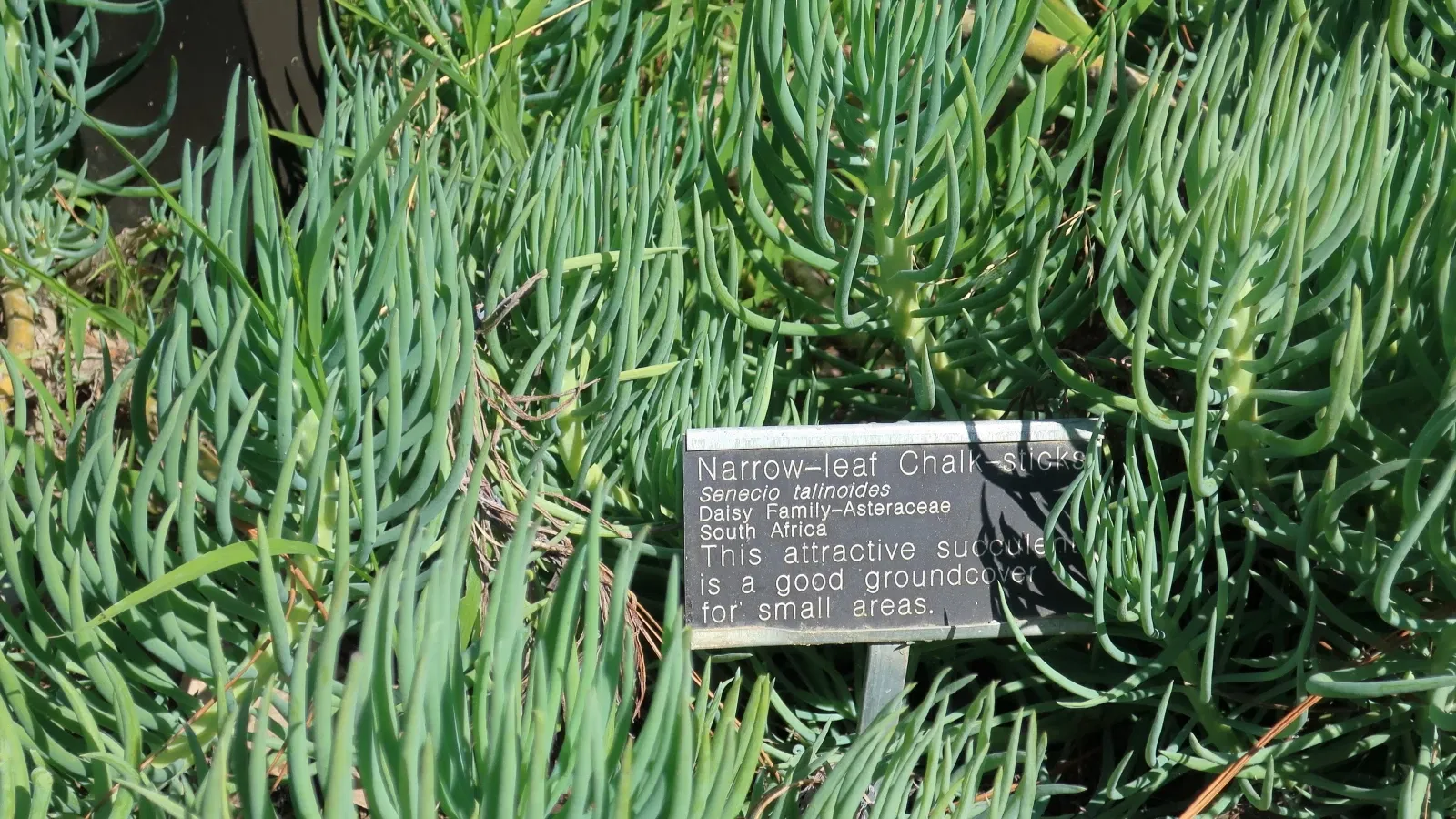 Jardín botánico de San Diego