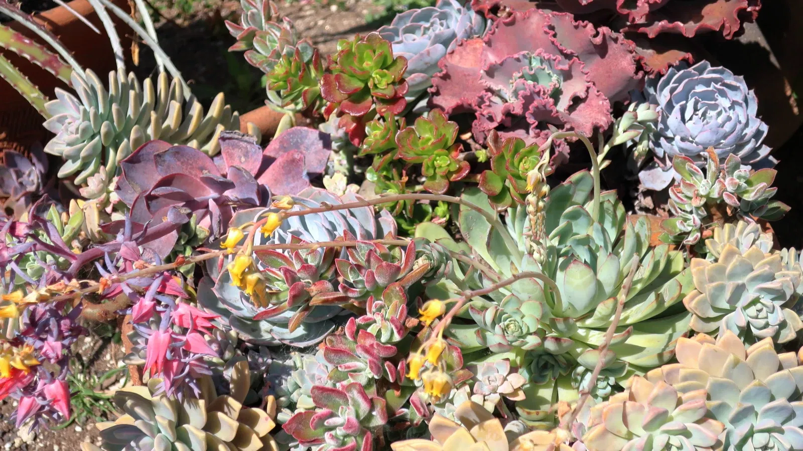 San Diego Botanic Garden