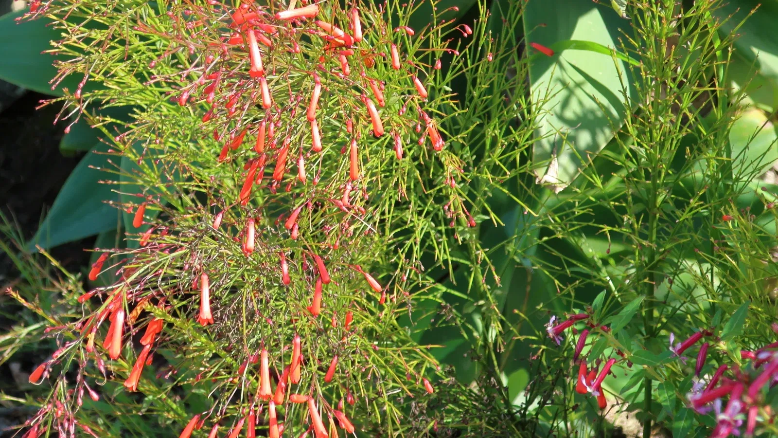 San Diego Botanic Garden