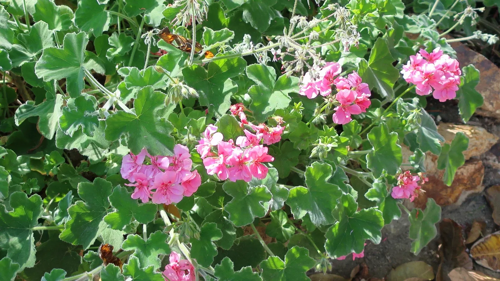 San Diego Botanic Garden