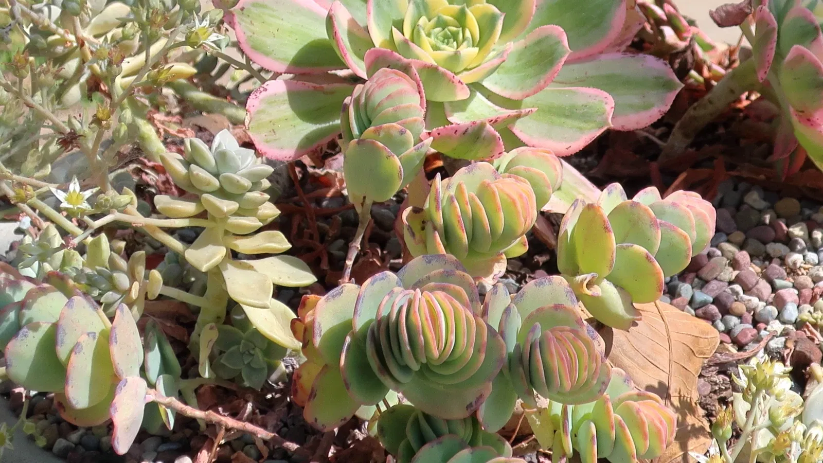 Jardín botánico de San Diego