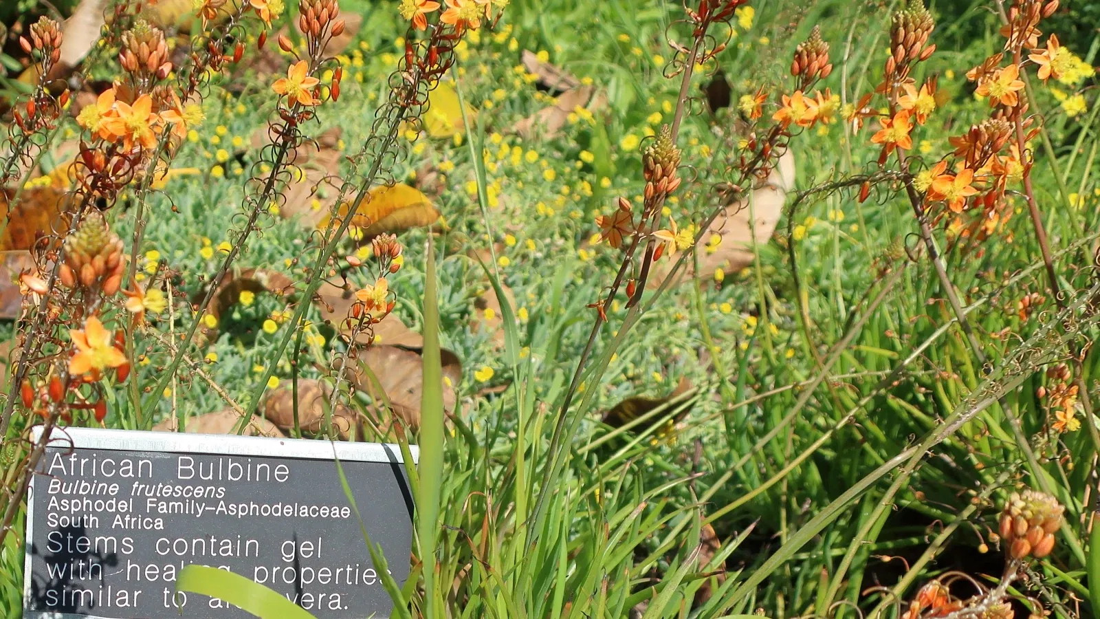 Jardín botánico de San Diego
