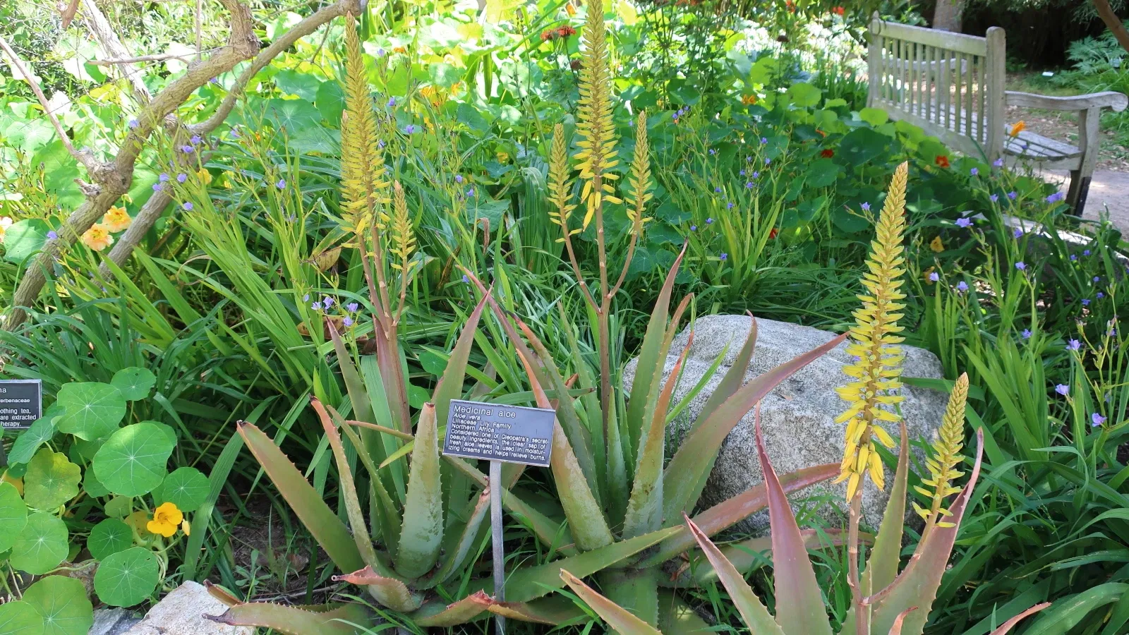 Jardín botánico de San Diego