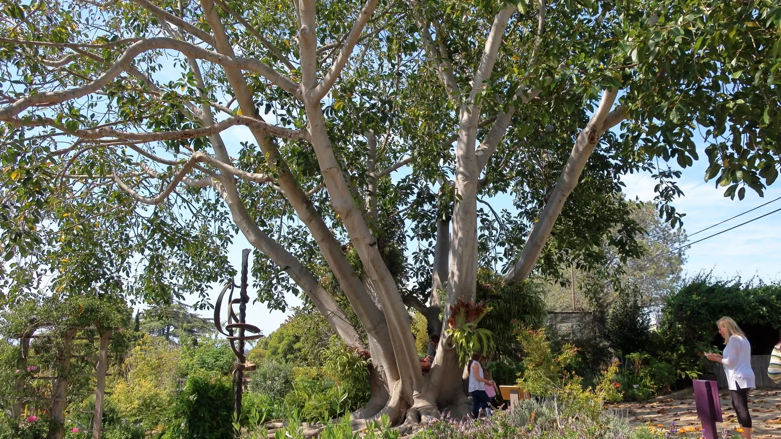Jardín botánico de San Diego