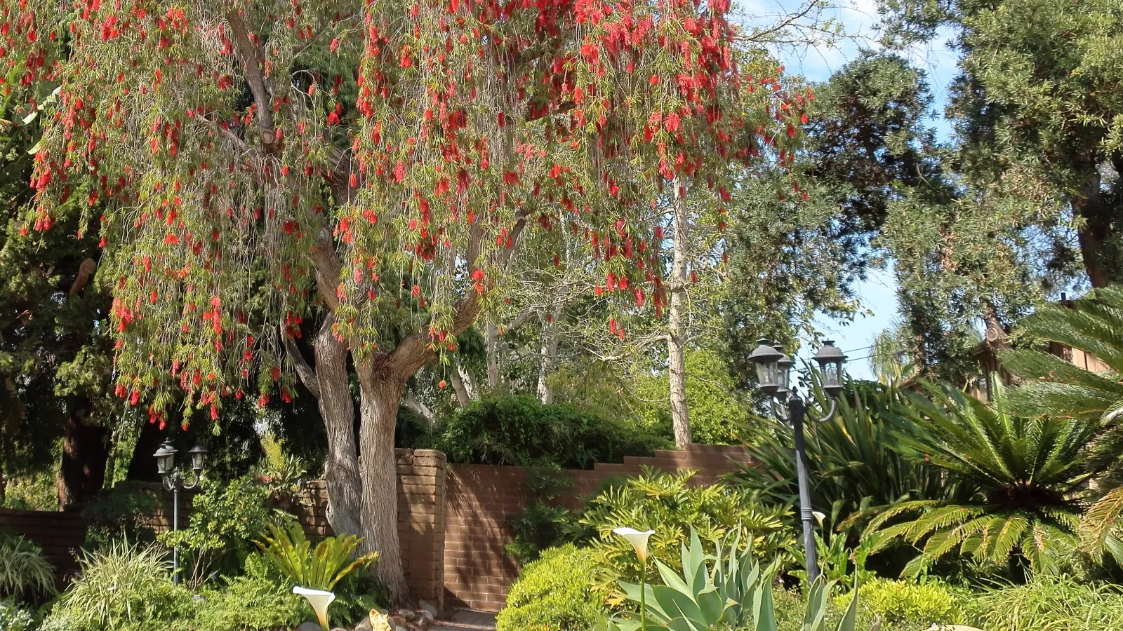 Jardín botánico de San Diego
